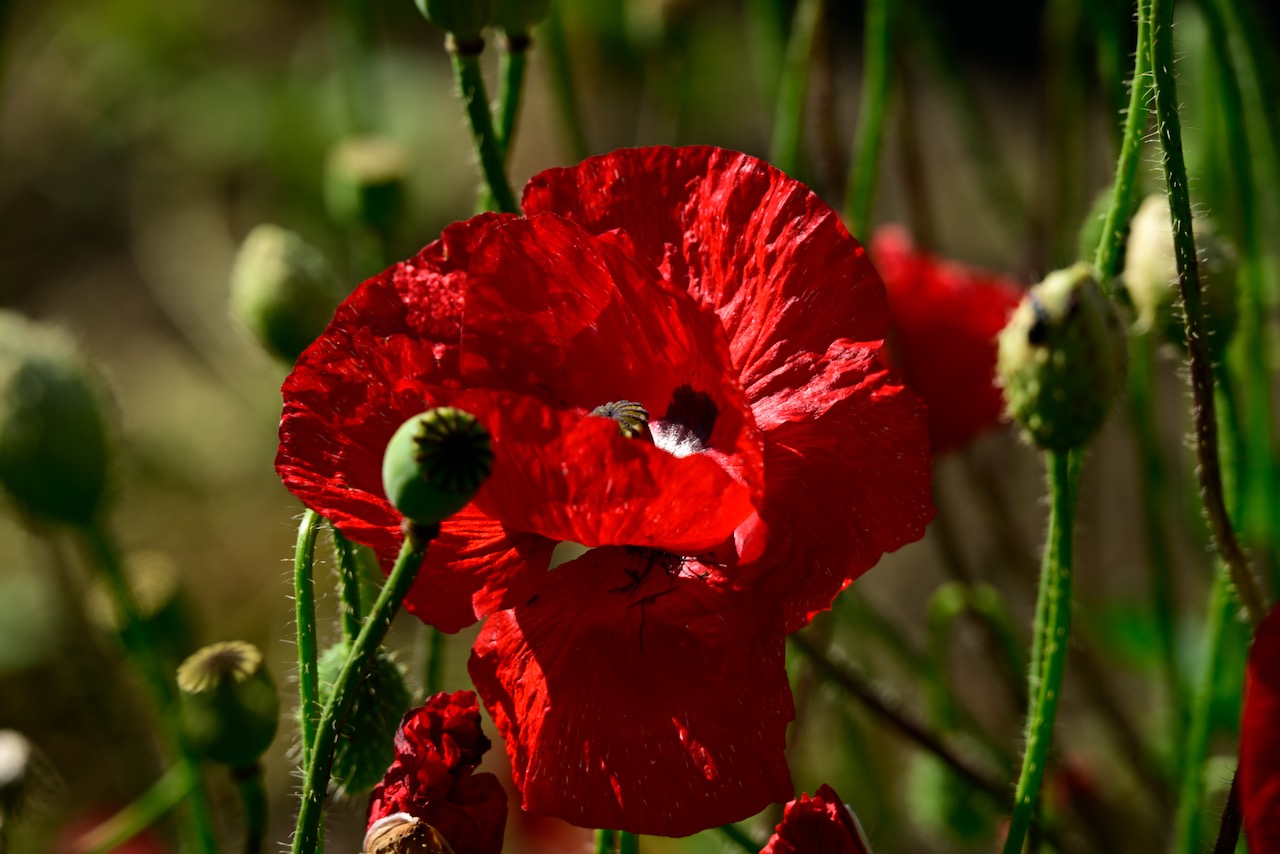 Papaver